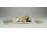 Régi kagyló csiga tengeri kőzet csomag