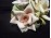 Régi porcelán rózsa rózsadísz vitrintárgy
