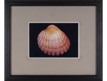 Művészi fotográfia : Shell kagyló 