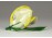 Aquincumi porcelán sárga virág rózsa levélen
