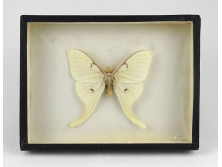 Fehér trópusi pillangó preparátum keretben 15 x 20 x 3 cm