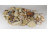 Régi kagyló csiga tengeri kőzet csomag 1.2 kg