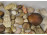 Régi kagyló csiga tengeri kőzet csomag 1.2 kg