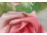 Régi sérült ENS porcelán rózsa 2 darab
