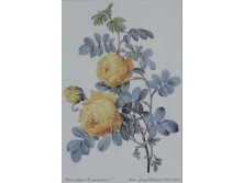 Pierre Joseph Redouté : Rose sulfurea - botanikai illusztráció 30.5 x 22.5 cm