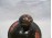 Régi festett fekete fa szelence gyűrűtartó