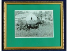 Eredeti lovas fotográfia Polner szignóval