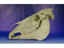 Preparált állatorvosi tanulmány ló koponya