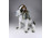 Régi nagyméretű porcelán spániel kutya 34 cm