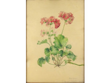 Muskátli virágokat ábrázoló akvarell festmény 42 x 29.5 cm
