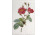 Botanikai képsor rózsákat ábrázoló színes nyomat 5 darab 31.5 x 23  cm